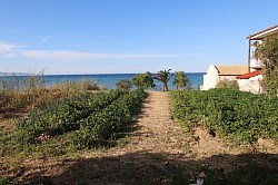 The field when horticultural crops were planted years ago.