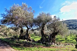 Olive trees